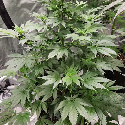 Original Auto Chemdawg growlog timeline photo