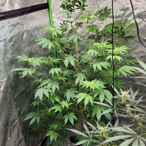 Original Auto Chemdawg growlog timeline photo