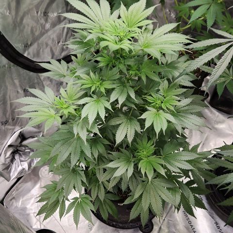 Original Auto Chemdawg growlog timeline photo