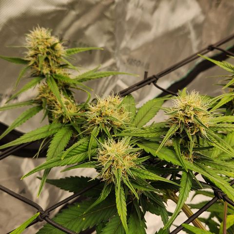 Gorilla Cookies x Papaya Cookies growlog in Asyla's Tent
