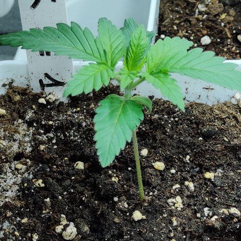 Critical Kush #1 growlog timeline photo