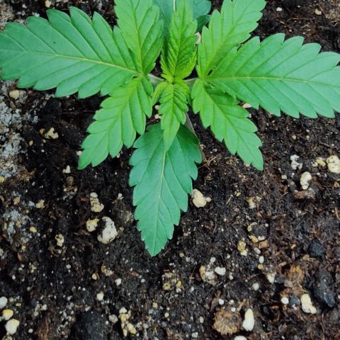 Critical Kush #1 growlog timeline photo