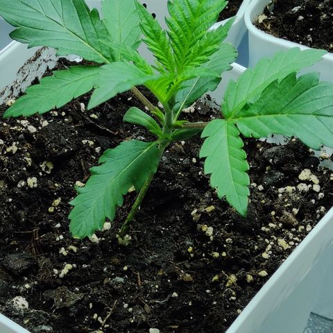 Critical Cure #1 growlog timeline photo