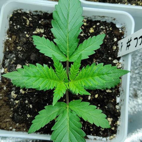 Critical Cure #1 growlog timeline photo