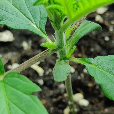 Critical Cure #1 growlog timeline photo
