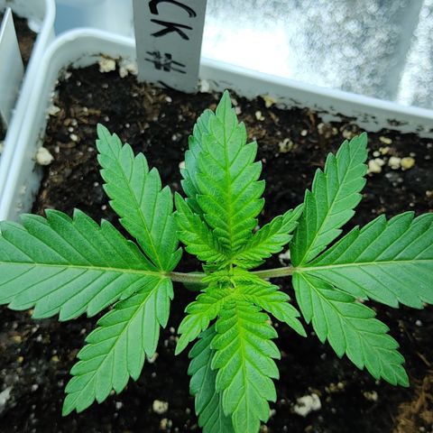 Critical Kush #1 growlog timeline photo