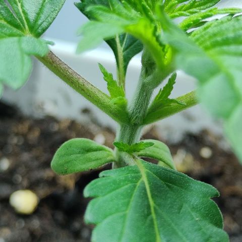 Critical Kush #1 growlog timeline photo