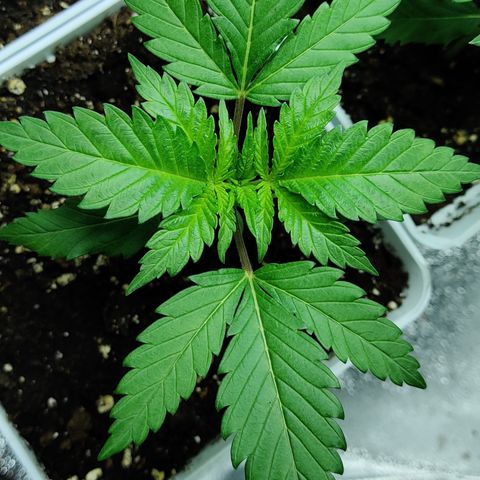 Critical Kush #2 growlog timeline photo