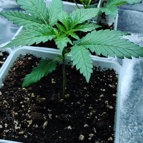 Critical Kush #2 growlog timeline photo