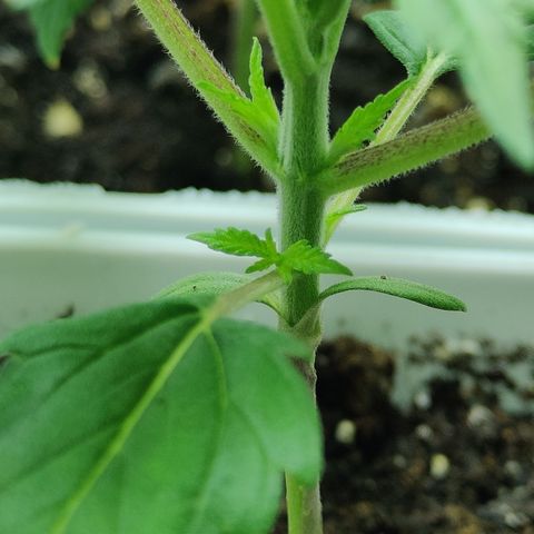 Critical Kush #2 growlog timeline photo