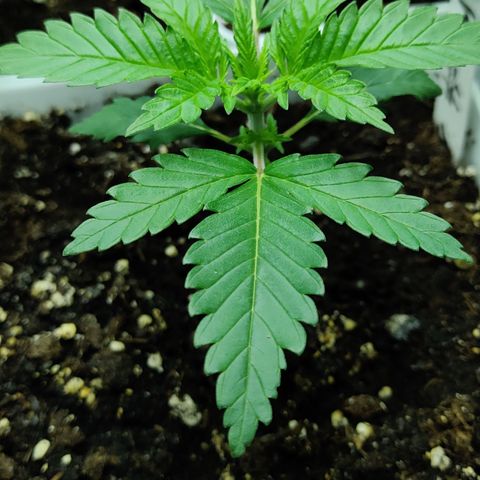Critical Kush #1 growlog timeline photo