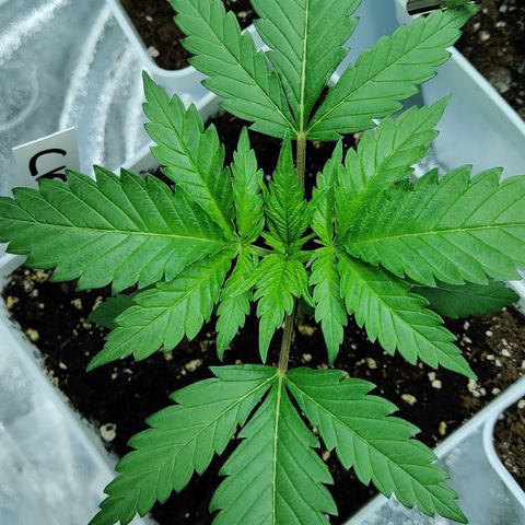 Critical Kush #2 growlog timeline photo