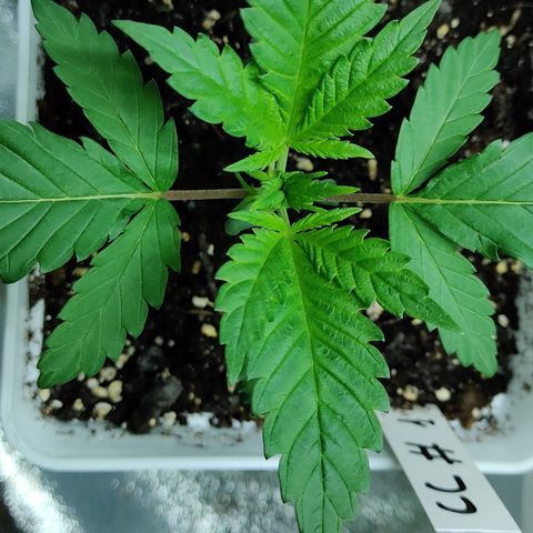 Critical Cure #1 growlog timeline photo