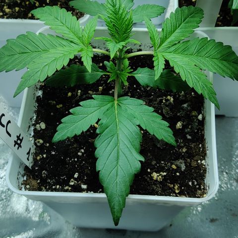 Critical Cure #1 growlog timeline photo