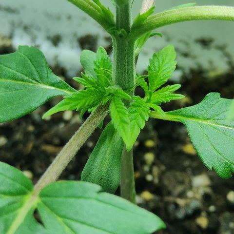 Critical Cure #1 growlog timeline photo