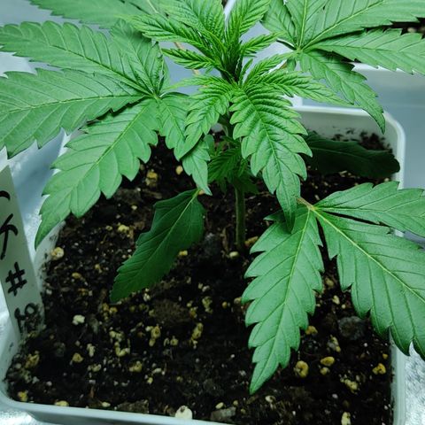 Critical Kush #2 growlog timeline photo