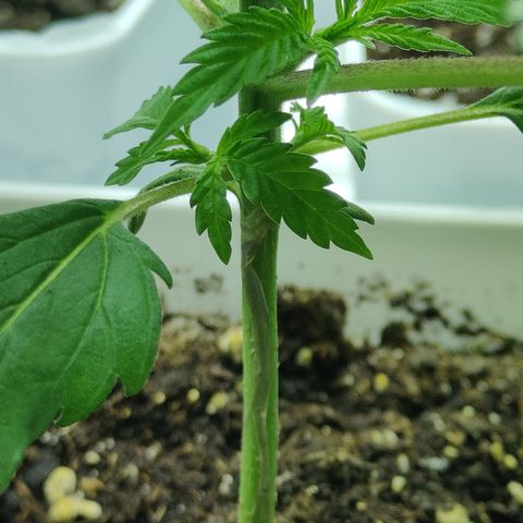 Critical Kush #2 growlog timeline photo