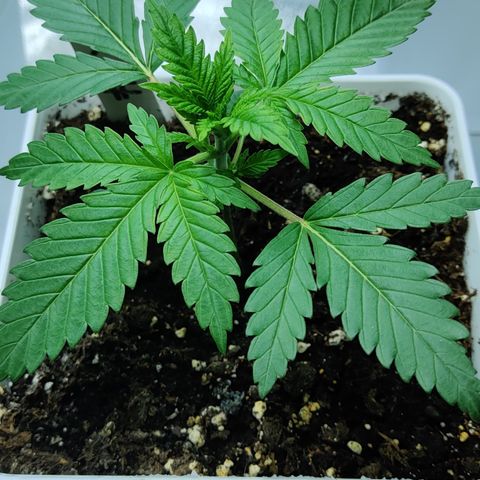 Critical Kush #1 growlog timeline photo