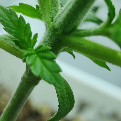Critical Kush #1 growlog timeline photo