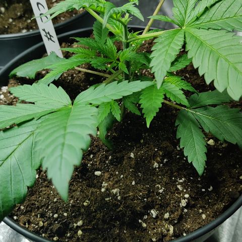 Critical Cure #1 growlog timeline photo