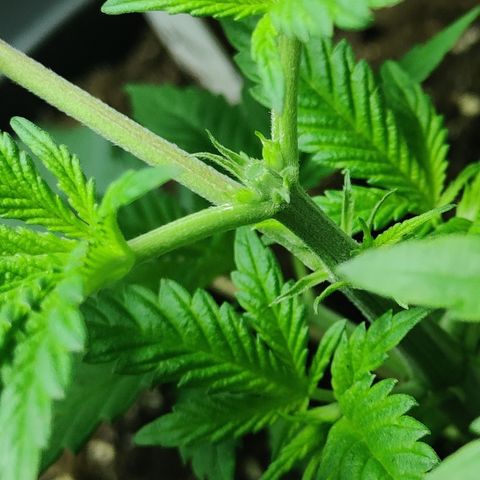 Critical Cure #1 growlog timeline photo