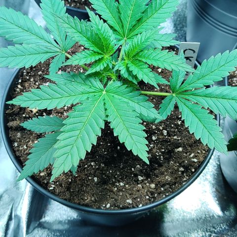 Critical Kush #1 growlog timeline photo