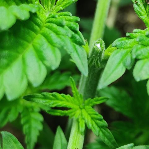 Critical Kush #1 growlog timeline photo