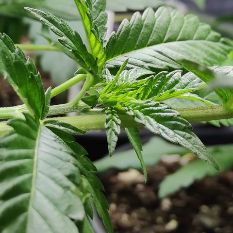Critical Kush #2 growlog timeline photo