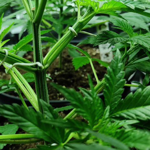 Critical Kush #2 growlog timeline photo