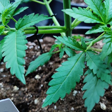 Critical Kush #1 growlog timeline photo