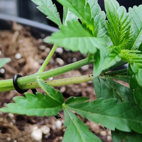 Critical Kush #1 growlog timeline photo