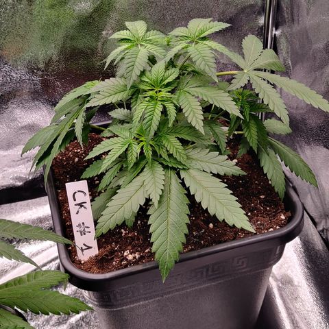 Critical Kush #1 growlog timeline photo