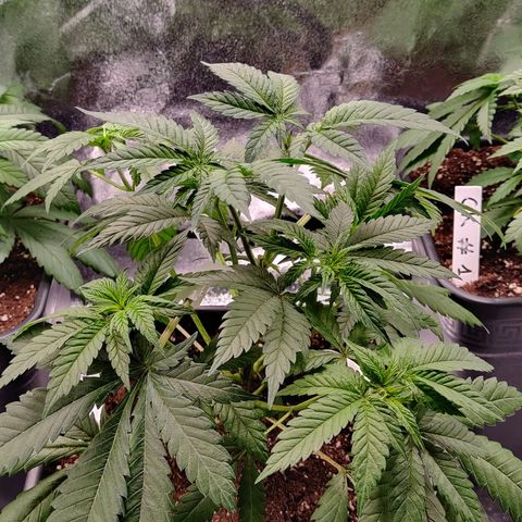 Critical Kush #2 growlog timeline photo
