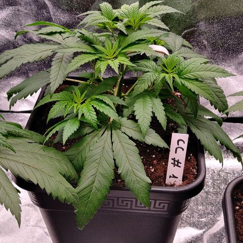 Critical Cure #1 growlog timeline photo