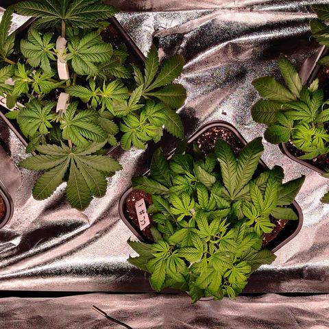 Critical Kush #2 growlog photo: Suspicion de sous arrosage