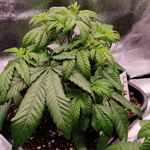 Critical Kush #2 growlog photo: Suspicion de sous arrosage
