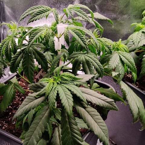 Critical Kush #2 growlog photo: Suspicion de sous arrosage
