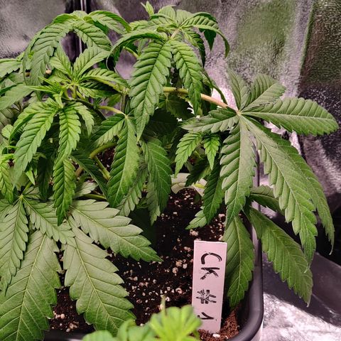 Critical Kush #2 growlog photo: Suspicion de sous arrosage