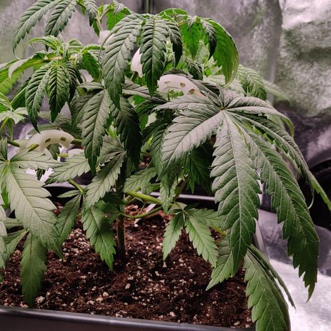 Critical Kush #2 growlog photo: Suspicion de sous arrosage