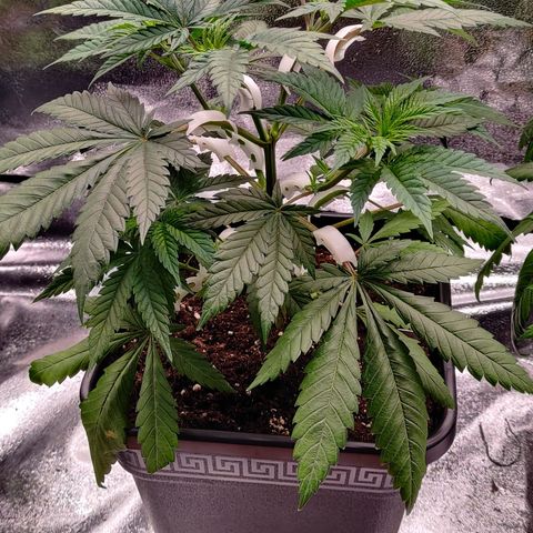 Critical Kush #2 growlog timeline photo