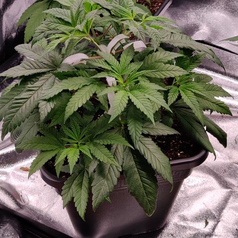 Critical Cure #1 growlog timeline photo