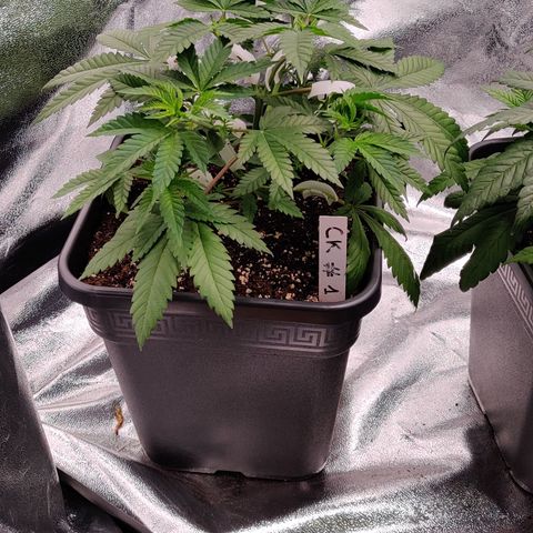 Critical Kush #1 growlog timeline photo