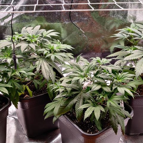 Critical Kush #2 growlog timeline photo