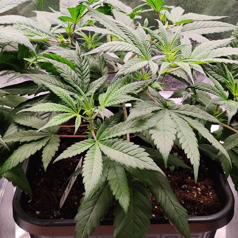 Critical Cure #1 growlog timeline photo