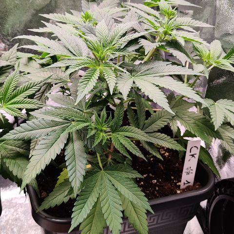 Critical Kush #1 growlog timeline photo