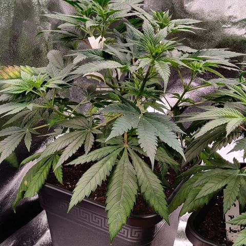 Critical Kush #2 growlog timeline photo
