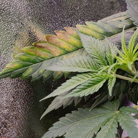 Critical Kush #2 growlog timeline photo