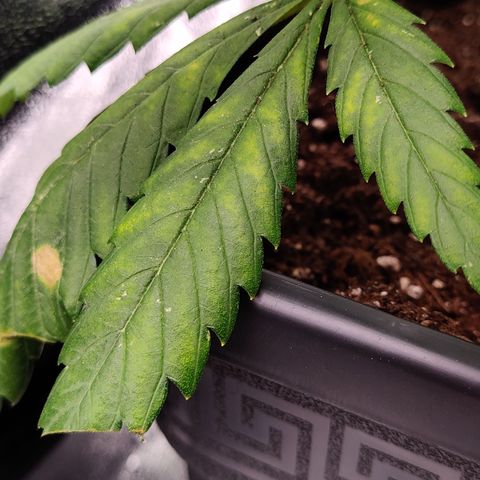 Critical Kush #2 growlog timeline photo