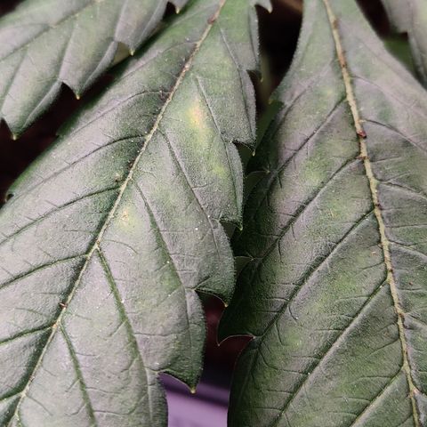 Critical Kush #2 growlog timeline photo