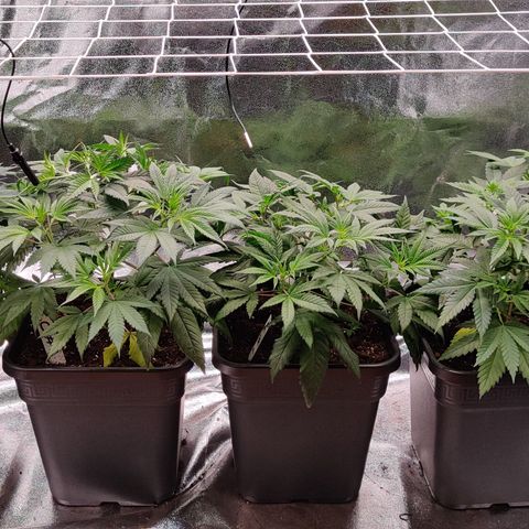 Critical Kush #2 growlog timeline photo